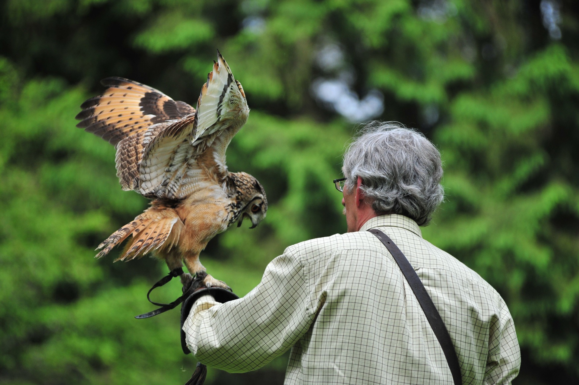 At the Domaine de Palogne, a falconer holds a magnificent owl on his arm