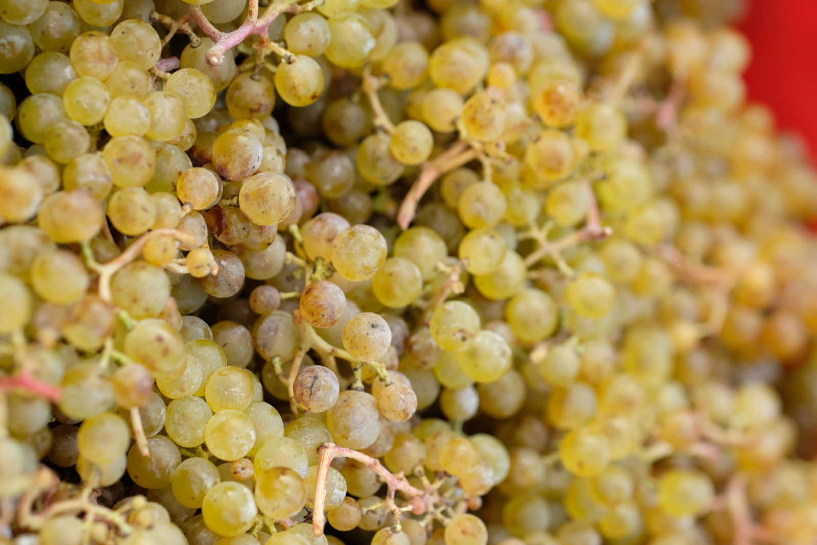 Grappe de raisin destinée à la fabrication du vin - Cépage Vin de Liège