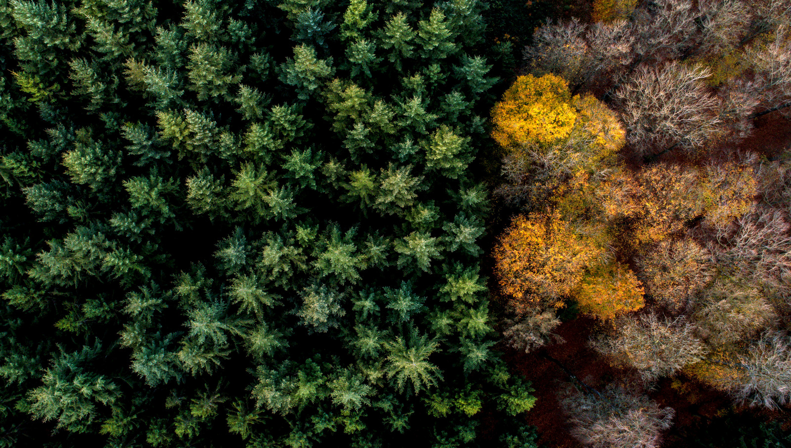 vue aérienne d'une forêt de 2 couleurs
