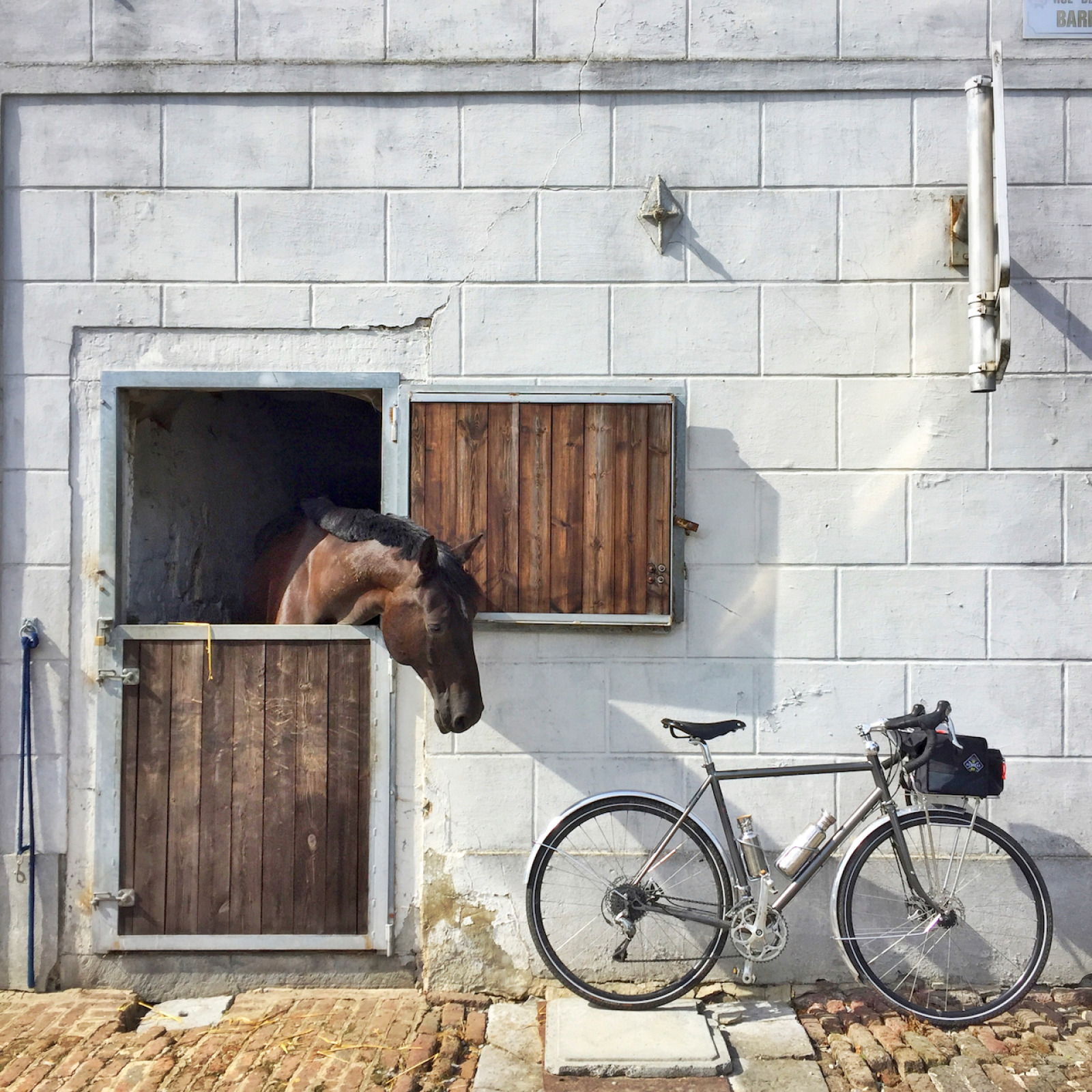 Cheval dans un box qui regarde un vélo posé contre le mur