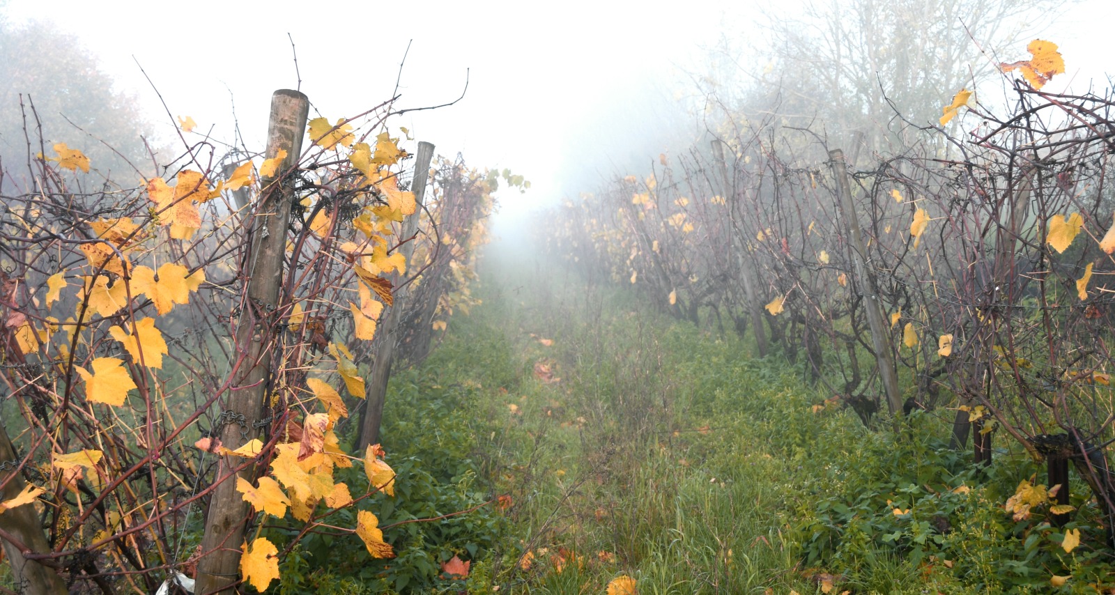 Uitzicht op de wijngaarden van de Poirier du Loup in de ochtendmist