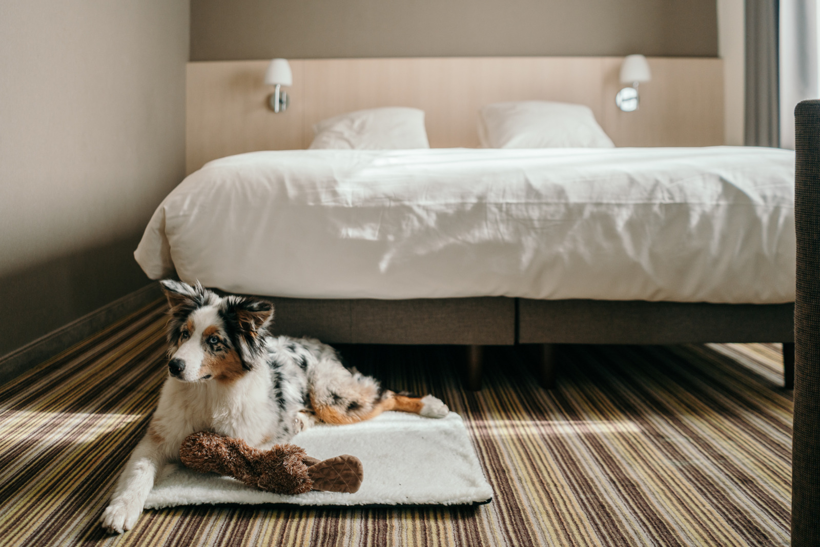 A dog on a carpet in a hotel room
