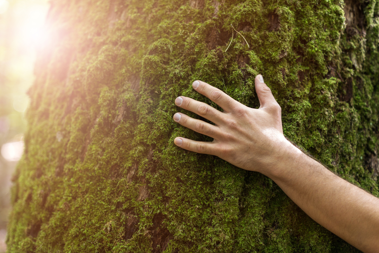 Hand on a tree - forest bathing experience