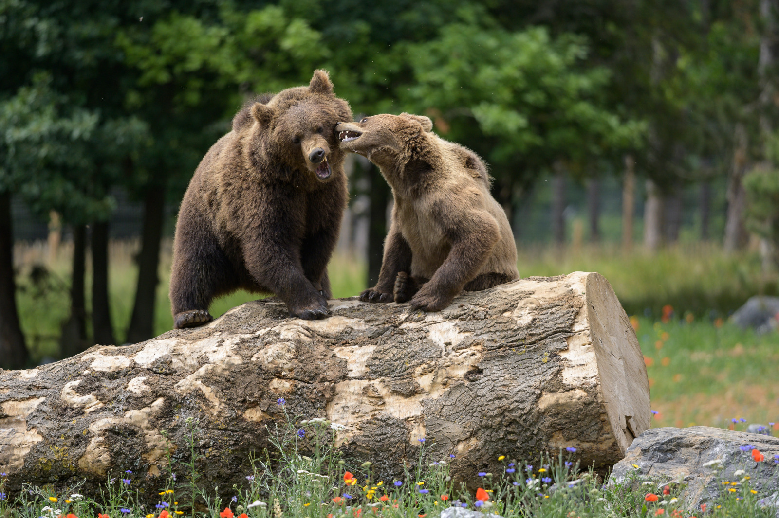 Deux ours bruns se chamaillent installés sur un tronc du parc animalier du Domaine des Grottes de Han