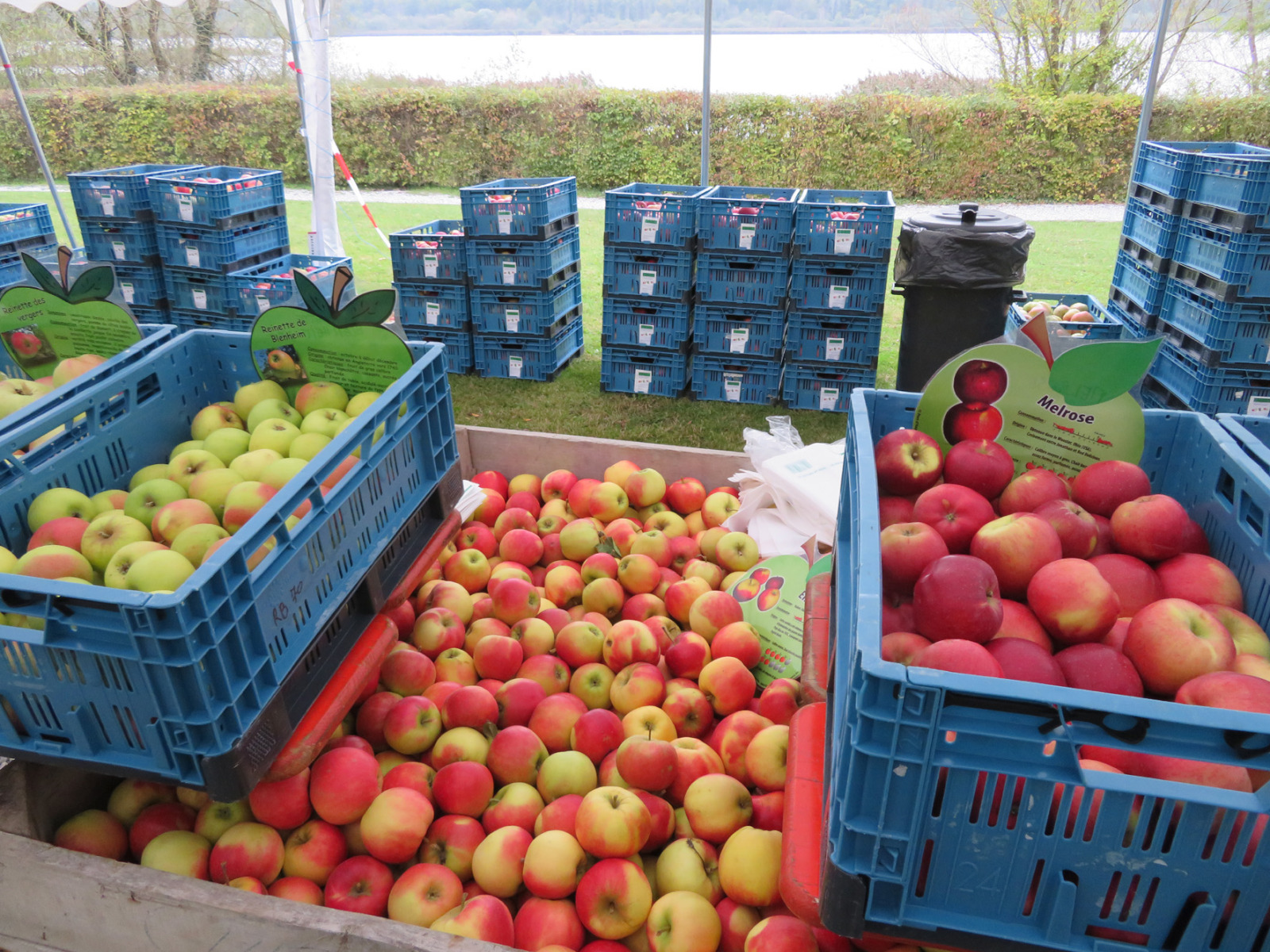 Caisses de pommes - Foire aux pommes de Virelles - Chaque année en octobre près de Chimay