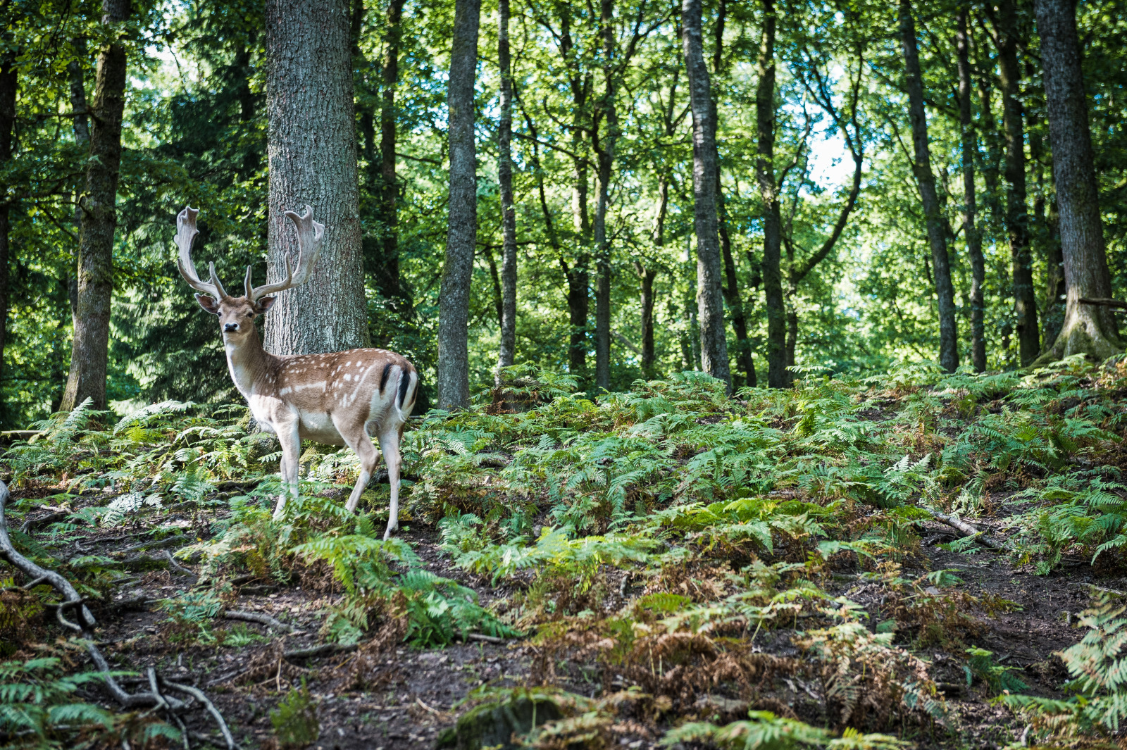Deer in a wooded landscape