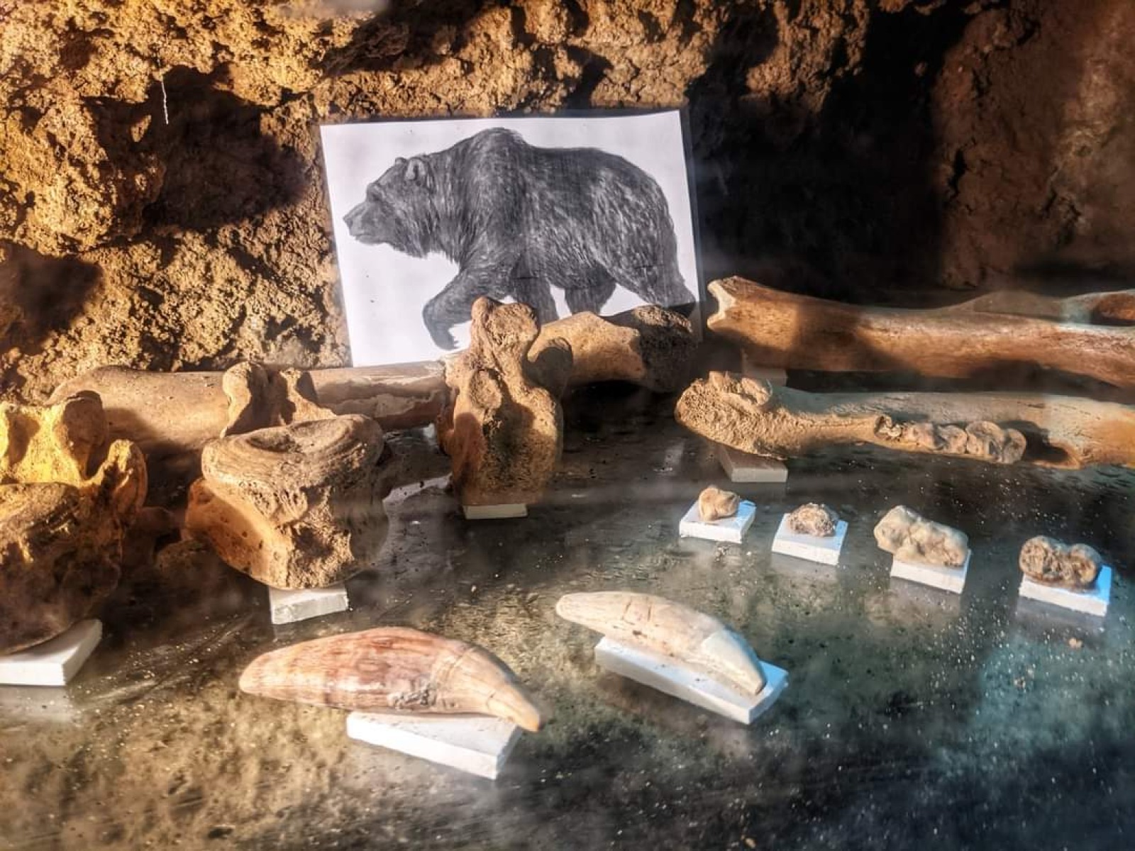Ossements découverts dans les grottes situées à Floreffe