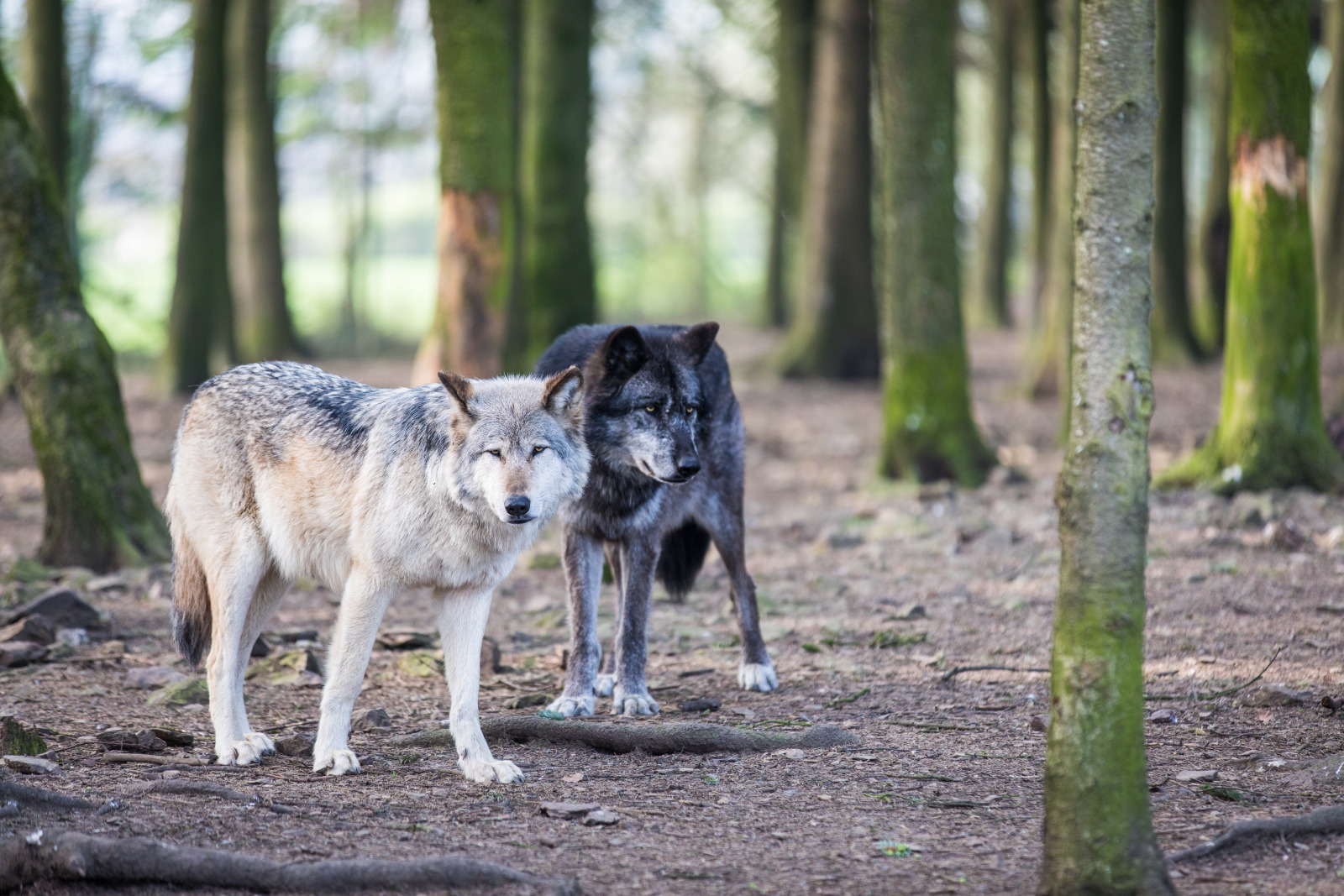 Loups du parc animalier Forestia à Theux