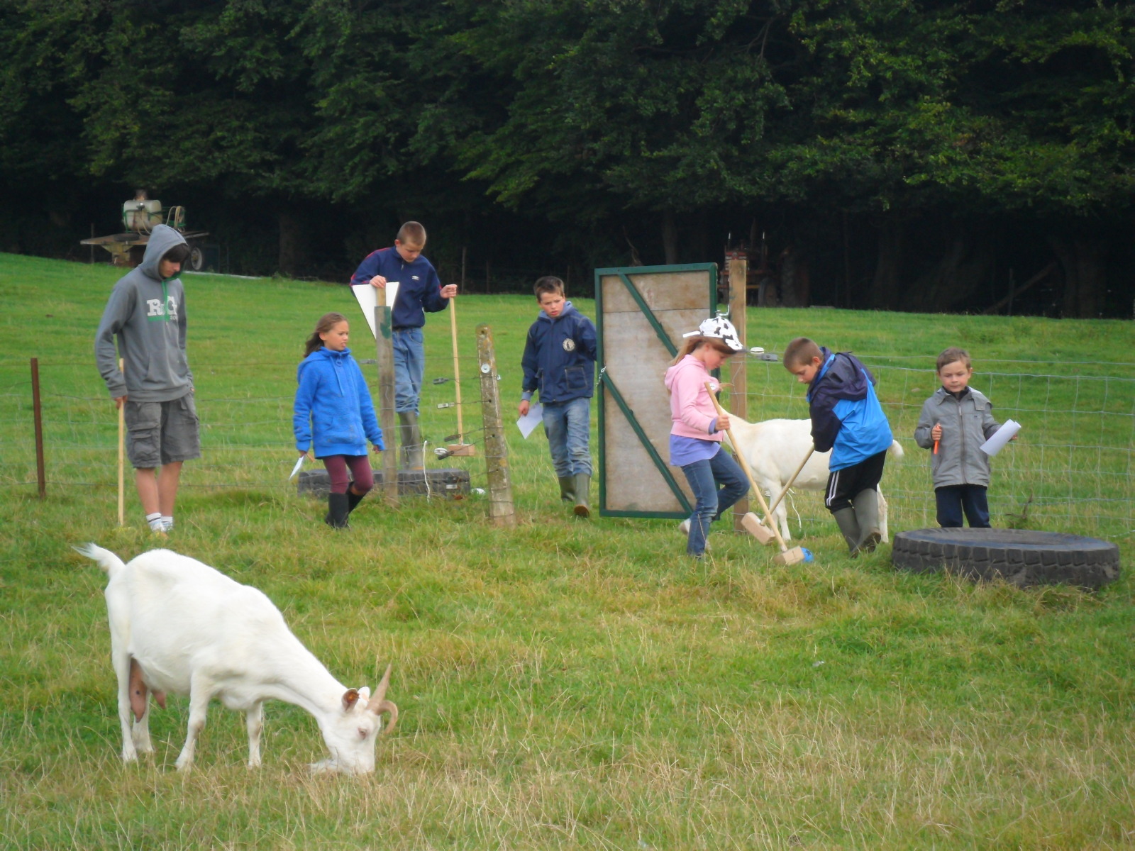 Enfants jouant au golf dans un champ, entourés de chèvres