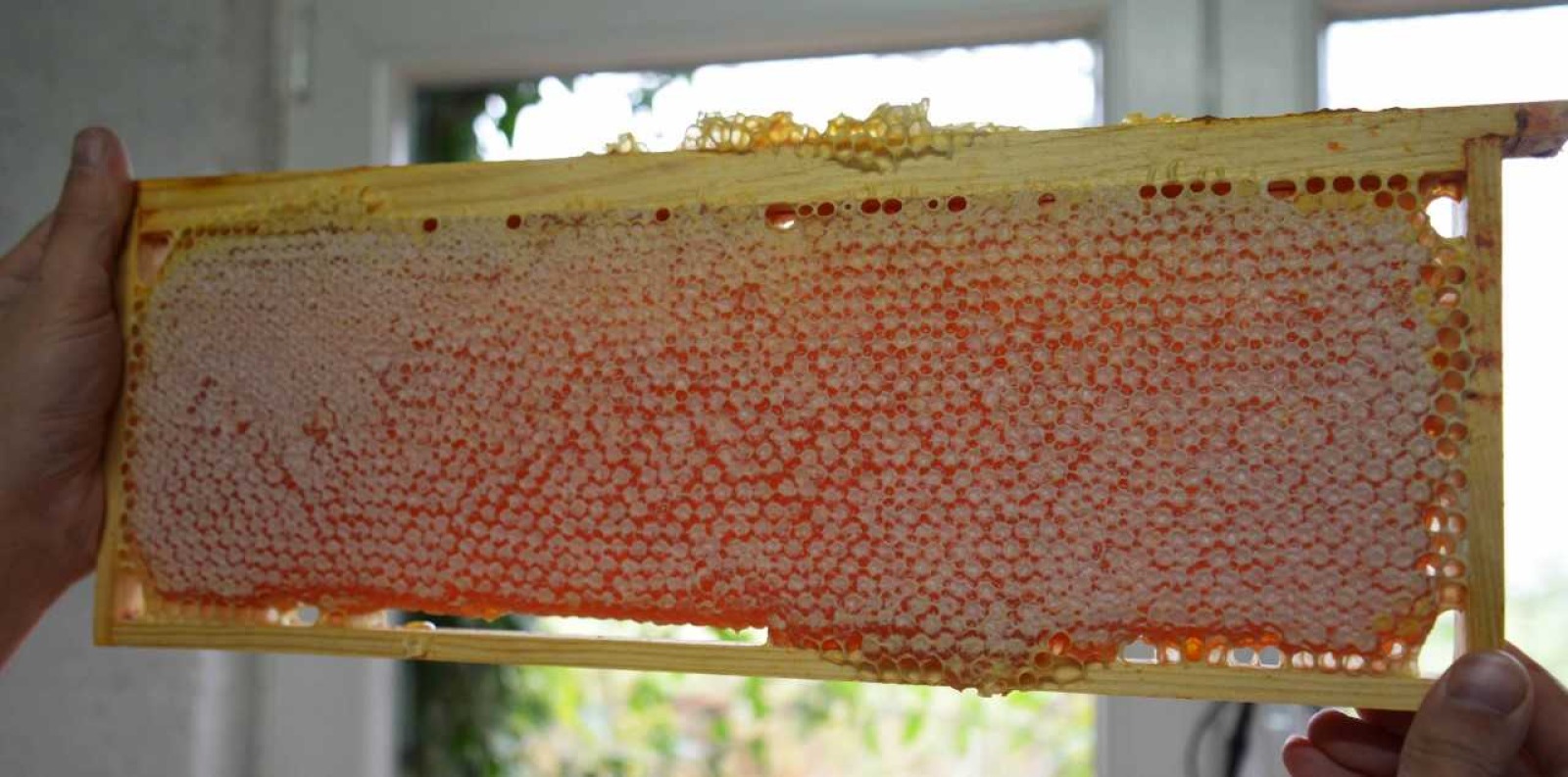 Bee Tasty - Cadre de couvain d'abeilles