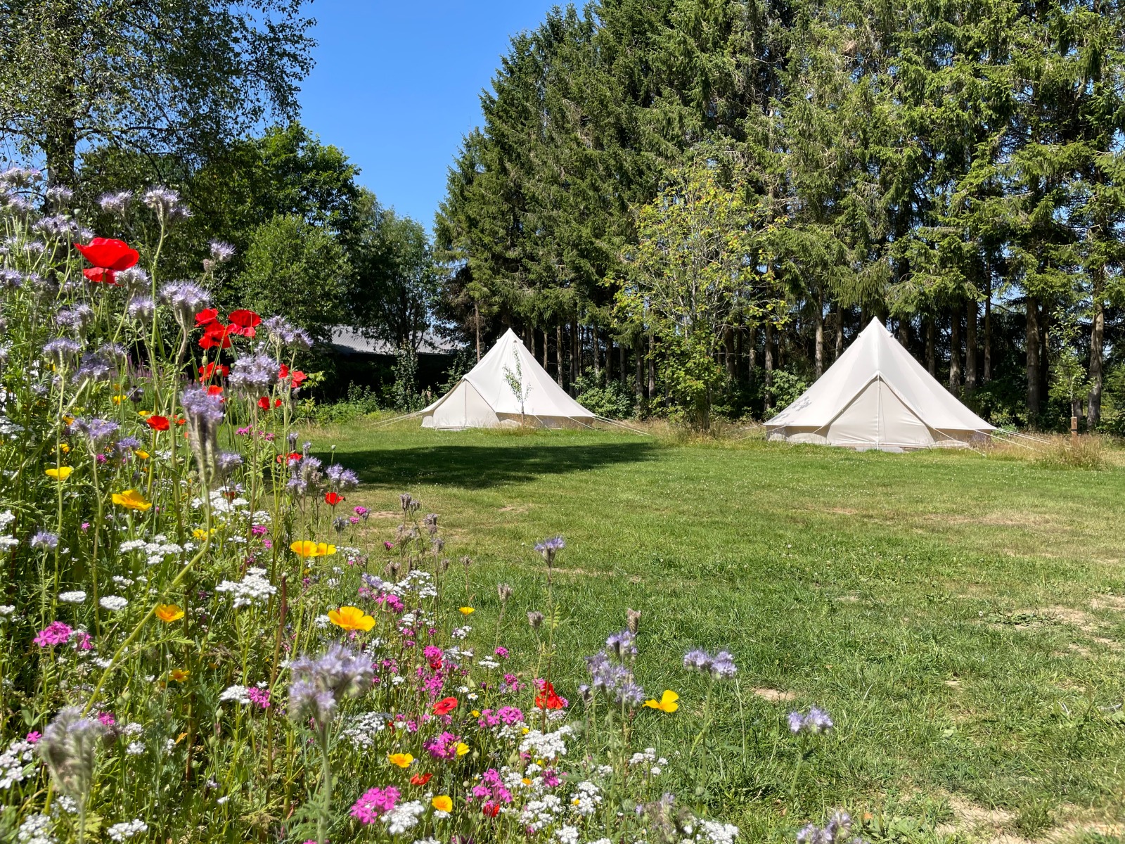 Tentes installées dans le camping des Charmilles à Ovifat