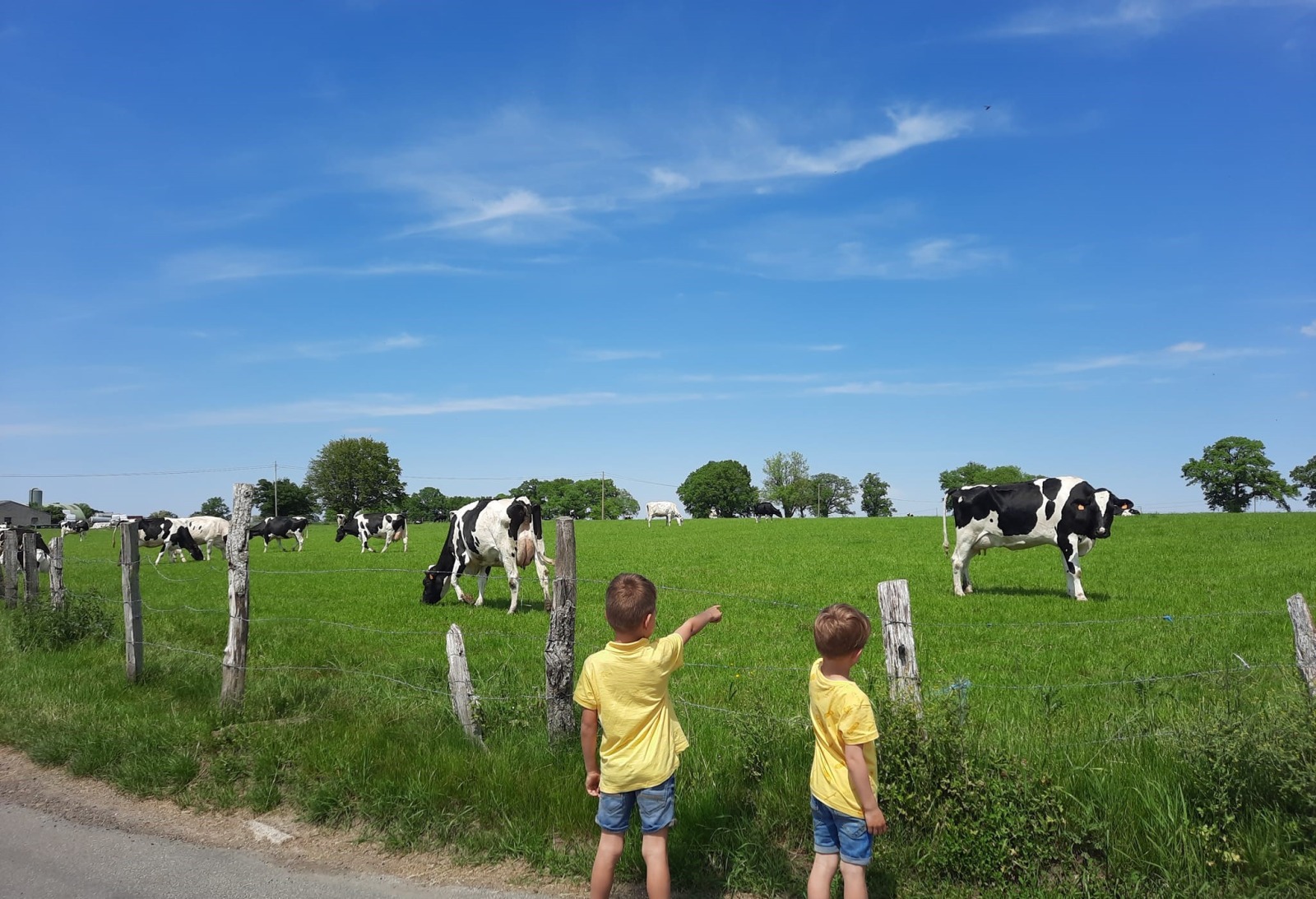 2 enfants regardant des vaches dans un pré