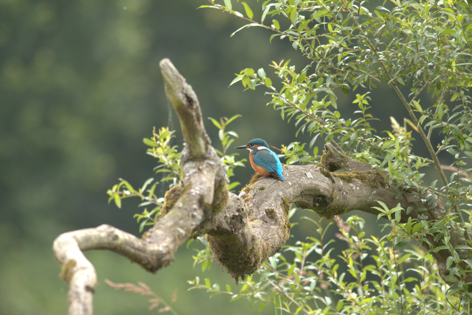 Parc naturel des Hauts-Pays - oiseau martin pêcheur sur une branche
