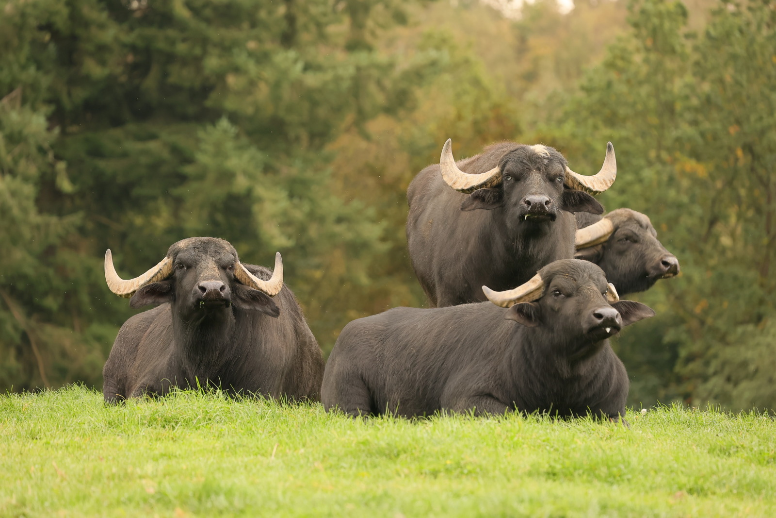Buffaloes at the Rochehaut animal park - Rochehaut Attractions