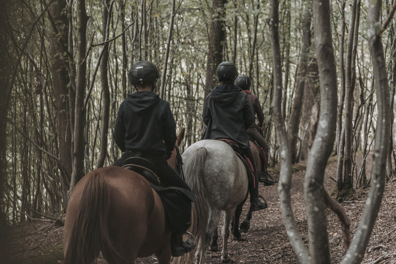 3 cavaliers en balade dans la forêt dans la région du Pays des Lacs
