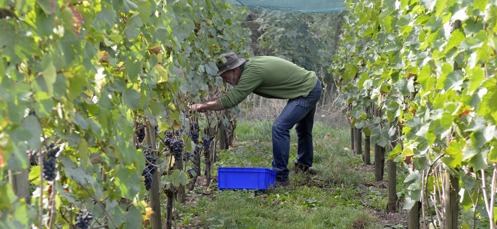 Jean Galler picks grapes in his vineyard in Chaudfontaine - Septem Triones vineyard - Belgian organic wine producer