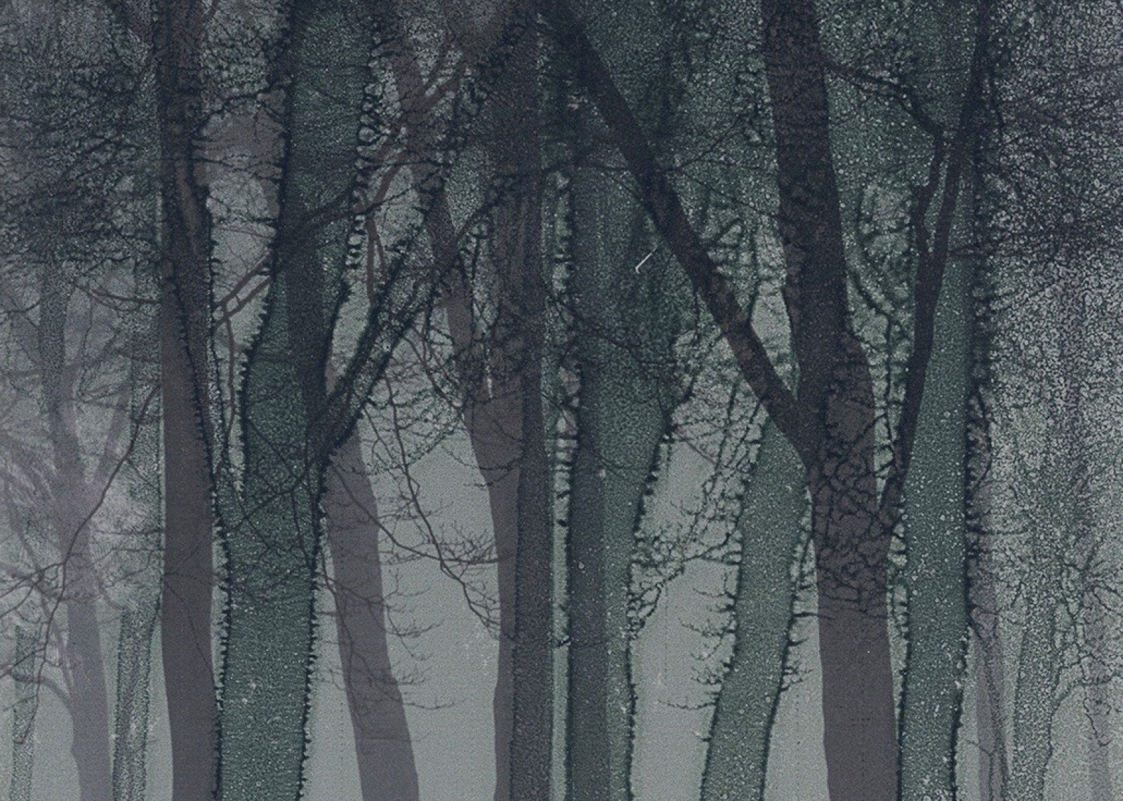Print representing a forest
