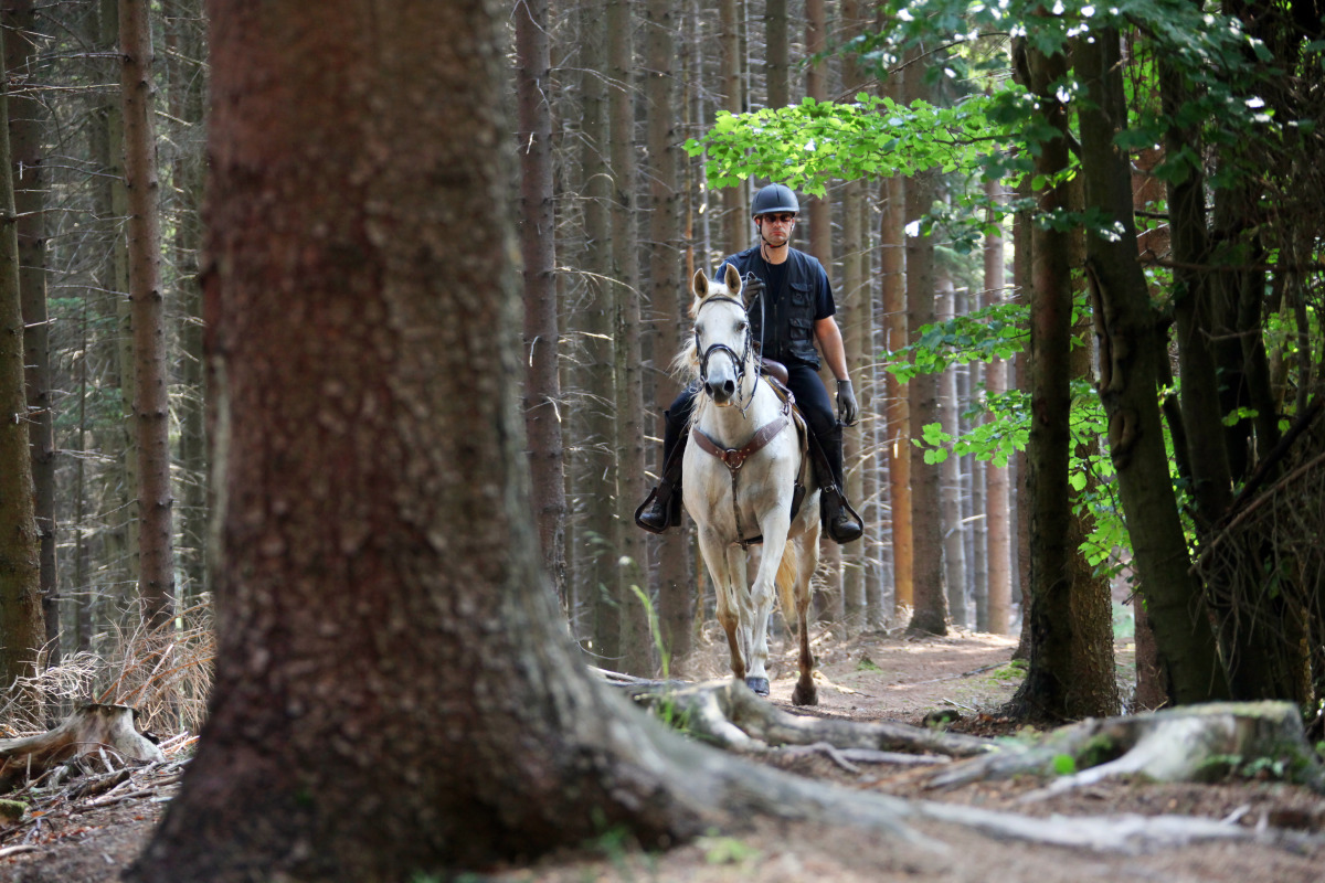Cavalier sur un cheval en forêt