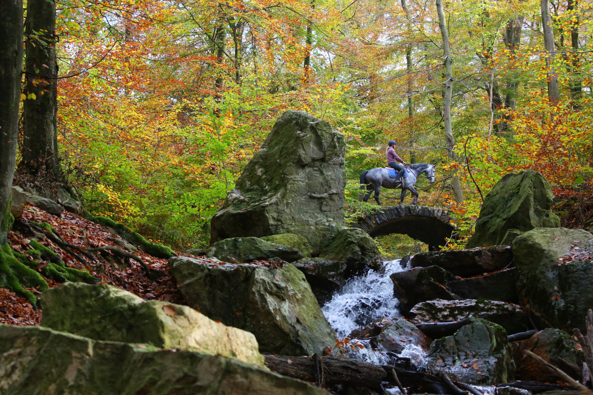 Cavalière et son cheval passant sur un pont en forêt