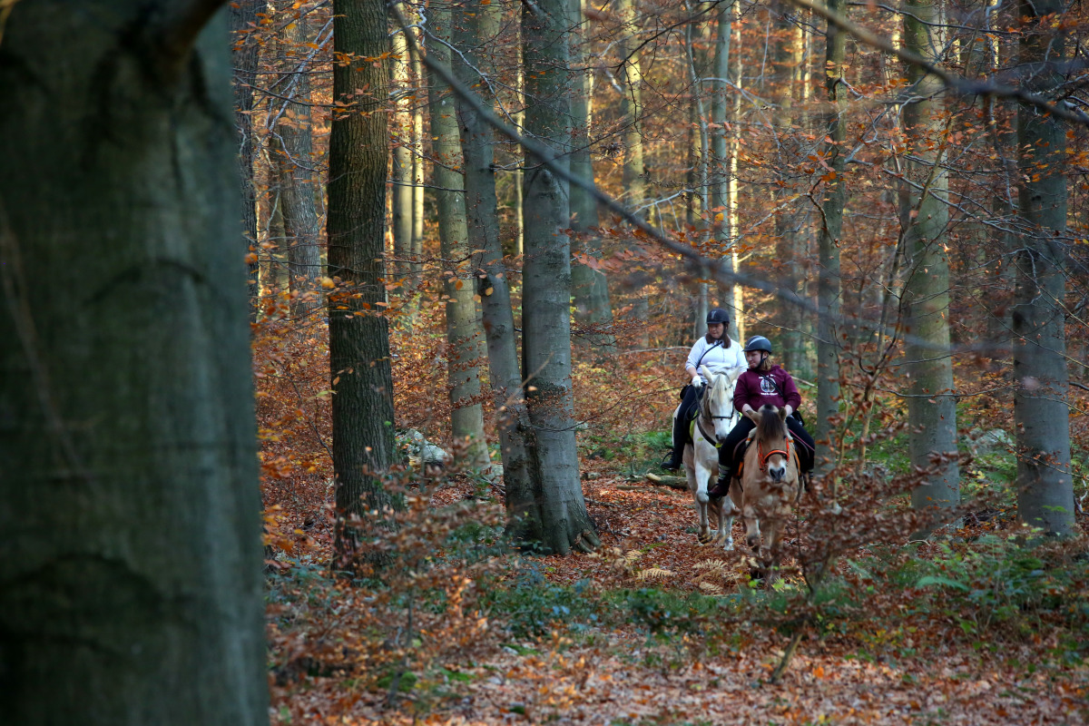 2 ruiters te paard in het woud