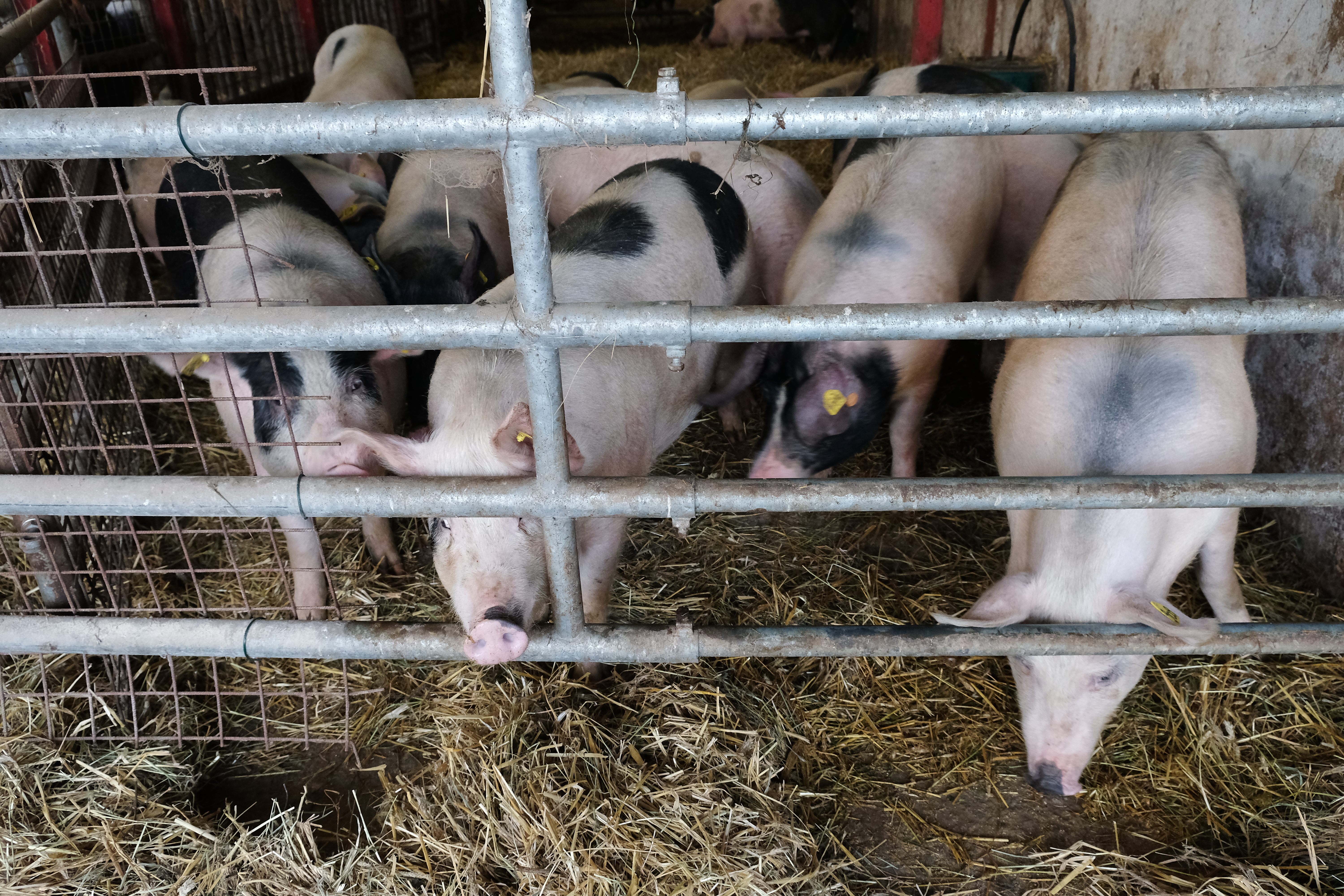 Biofarm - La Ferme des Frênes - Cens - Vue de l'étable aux cochons