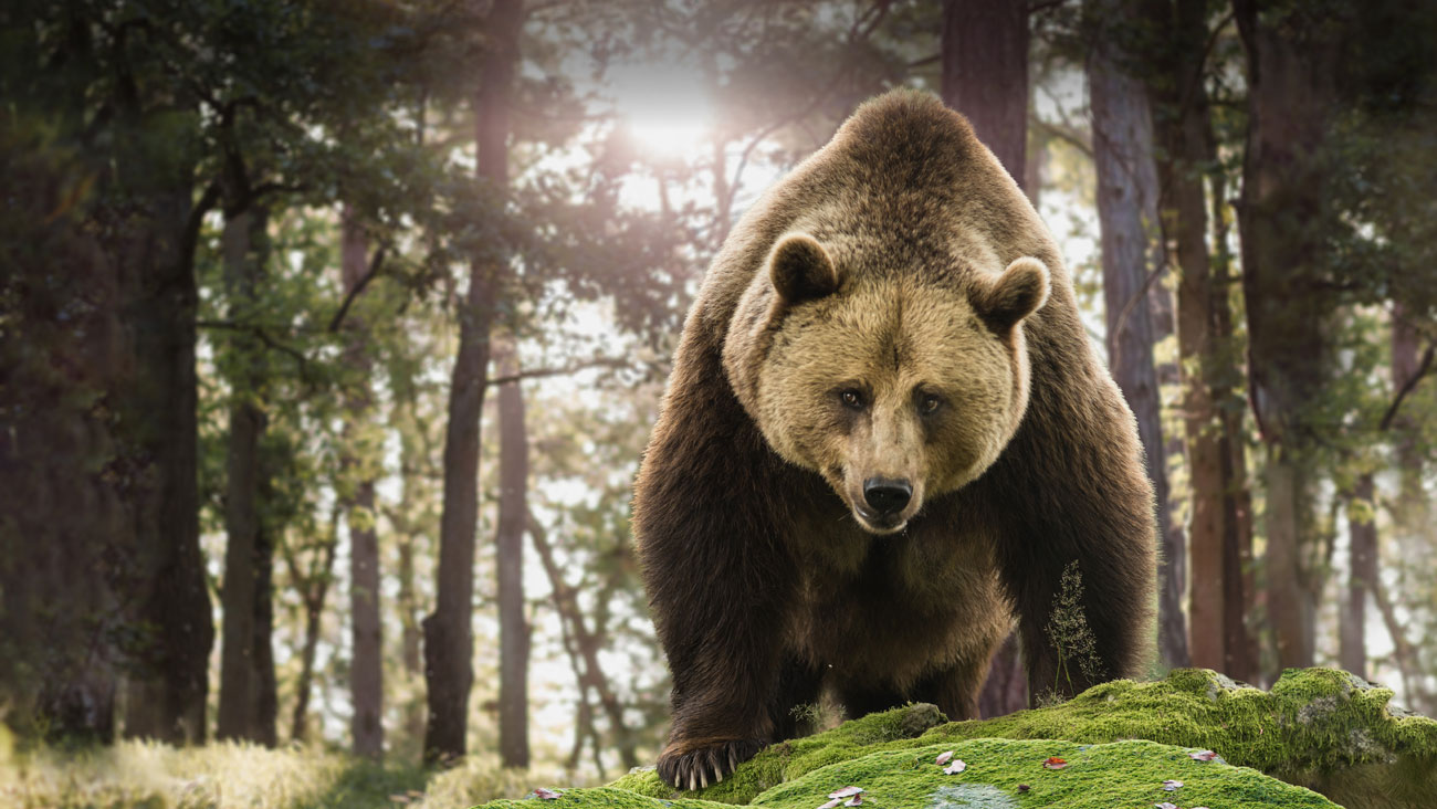 Foto eines Bären von vorne im Wald