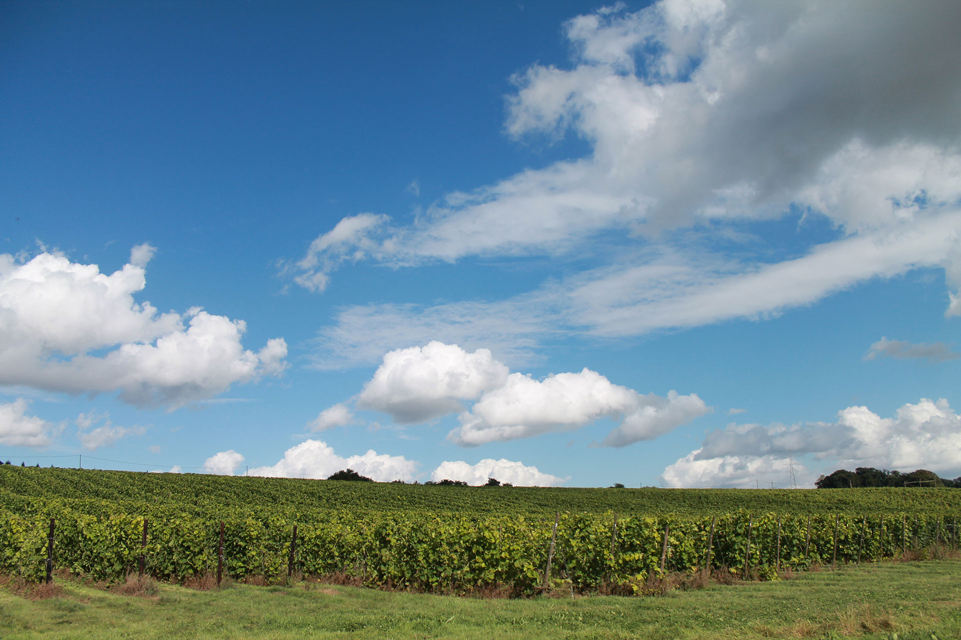 Vin - Domaine du Ry d'Argent - Namur - Bovesse - Vignoble - raisin - chai - cuvée