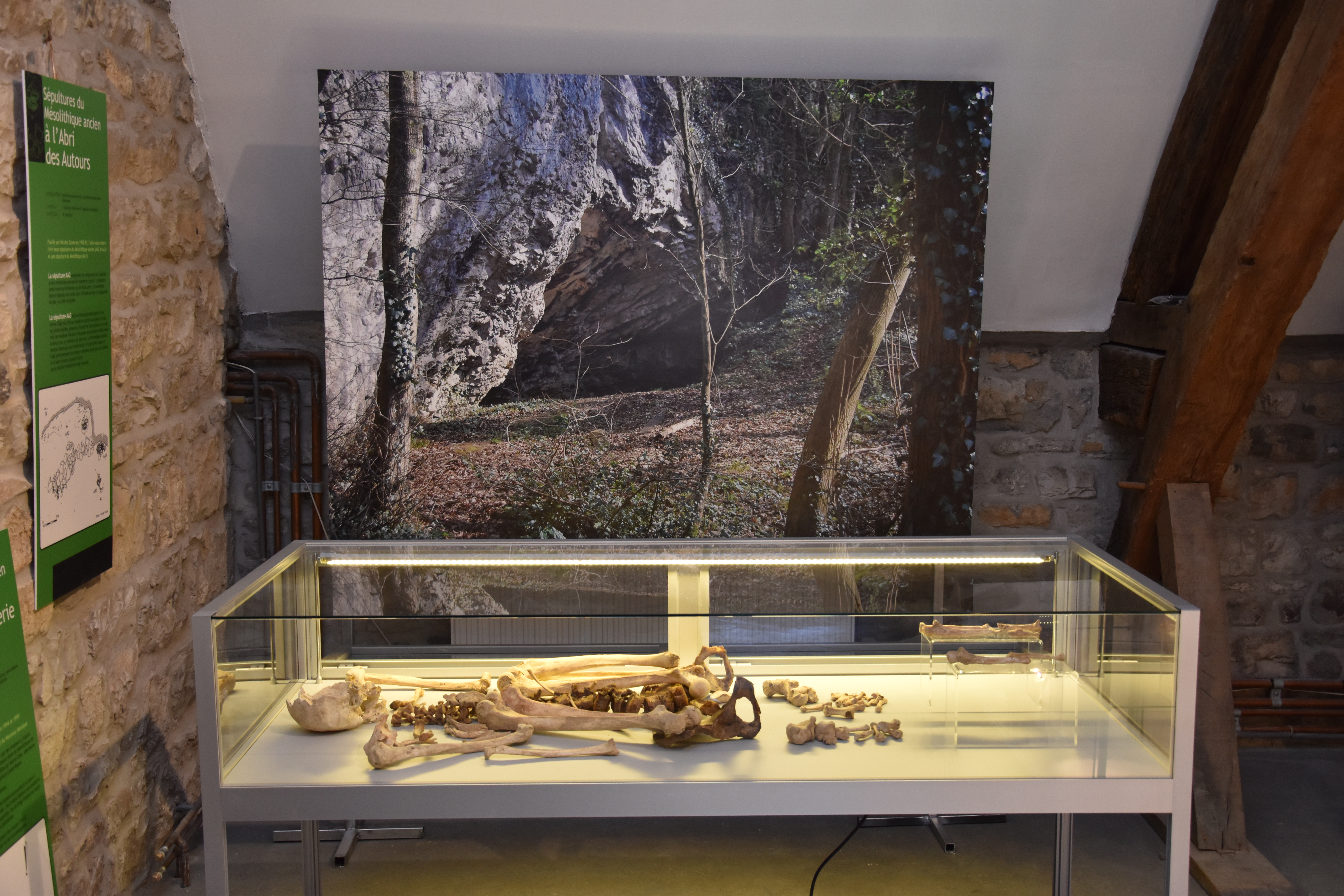 Musée archéologique de la Haute-Meuse - Godinne - Expo permanente - Vue de la sépulture de l'Abri des Autours