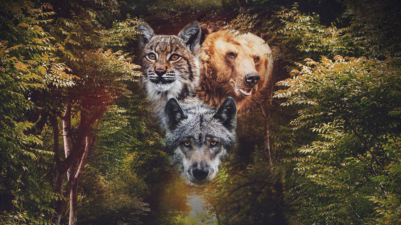 Photo montage de trois grands prédateurs, le loup, le lynx et l'ours brun