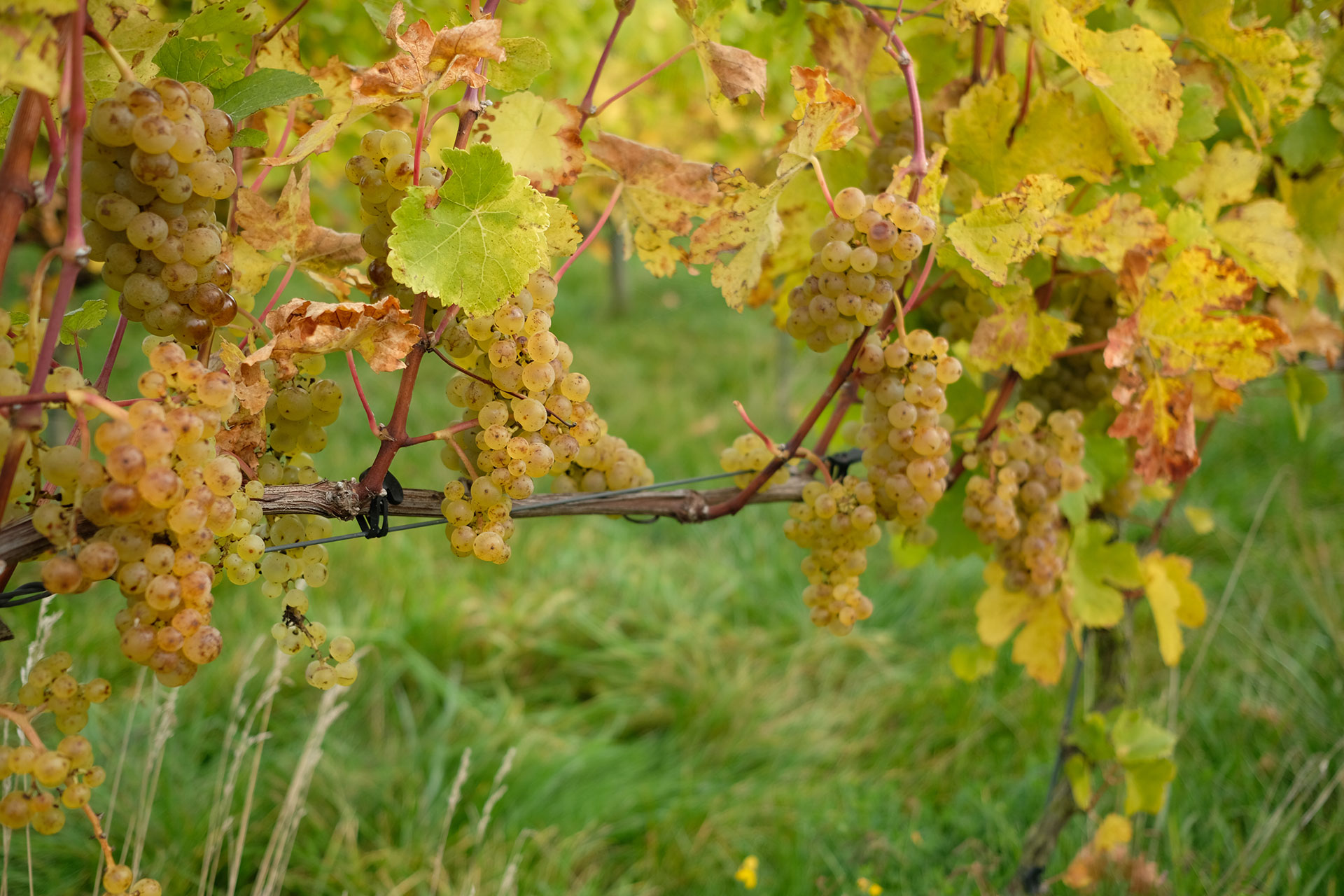 Vin - Liège - Domaine - viticole - liégeois