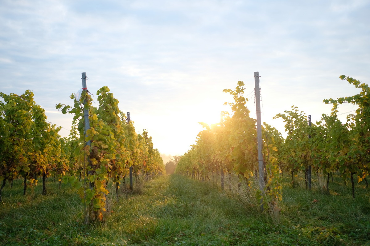 Liege Wine - Discover Belgium - Vins wallons