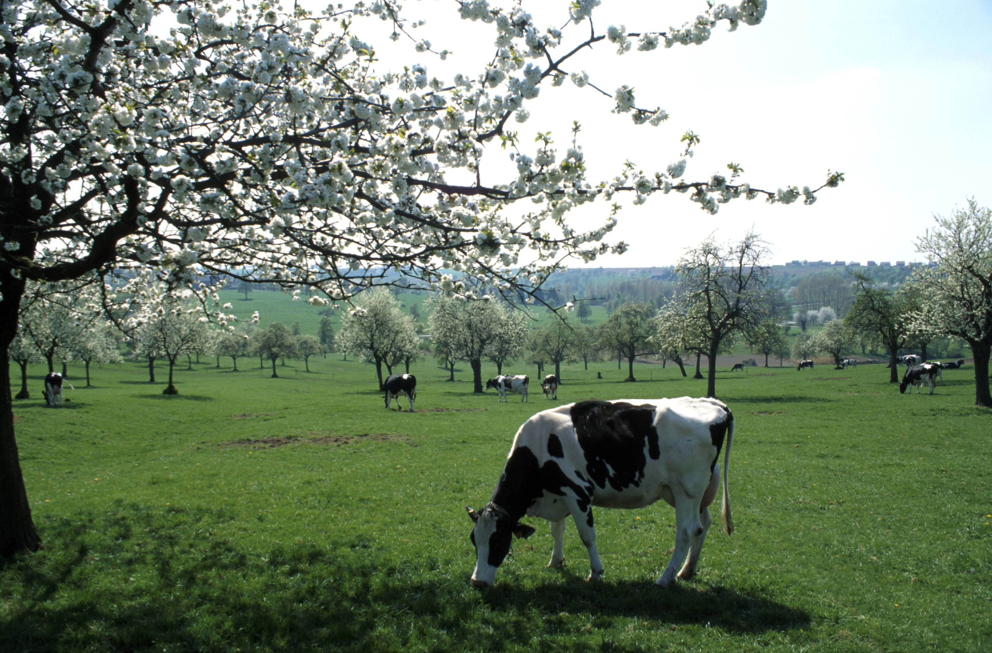 Pays de Herve - Paysage - praire - vache