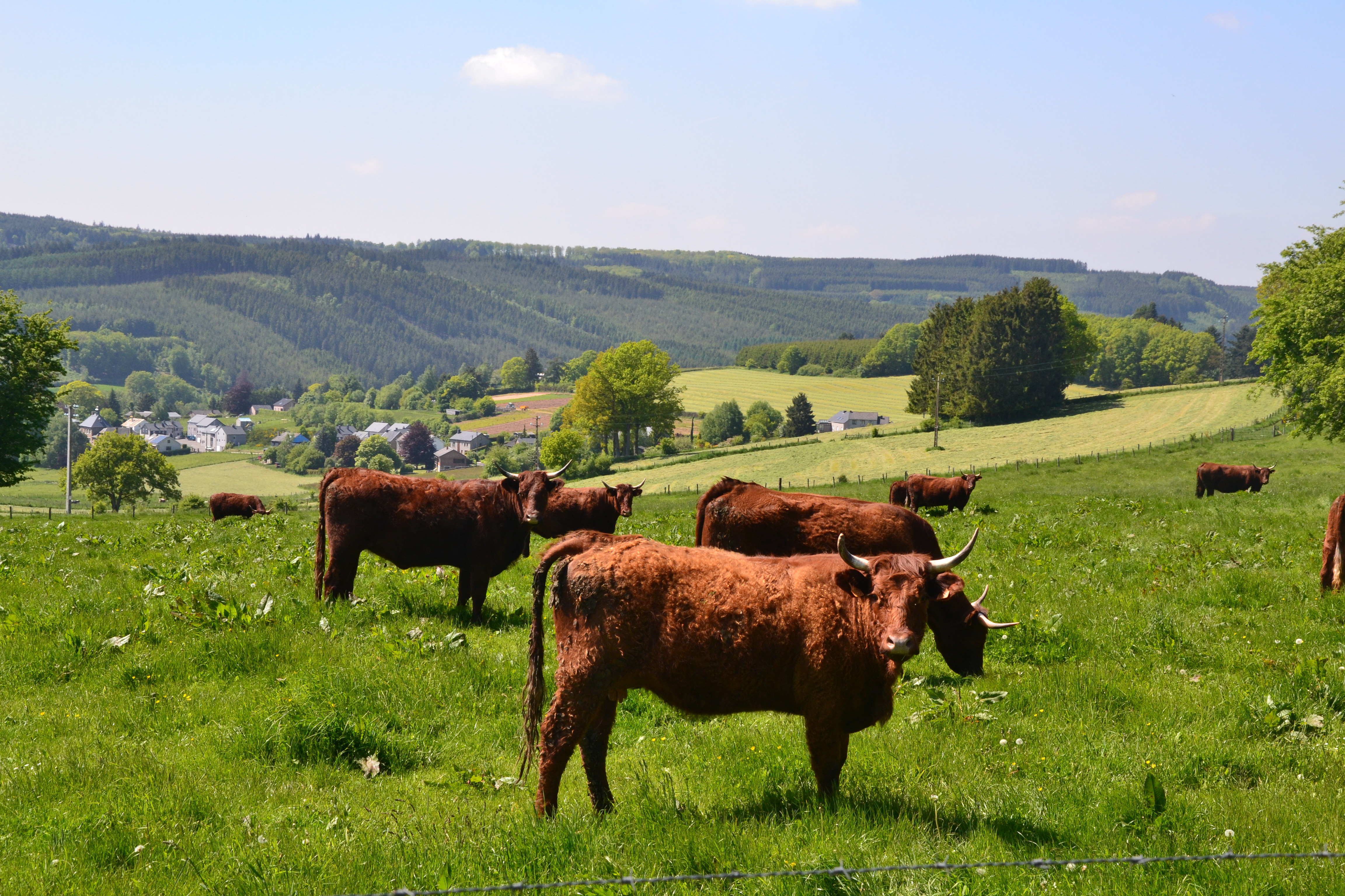 Vaches brunes dans les plaines de Vielsalm