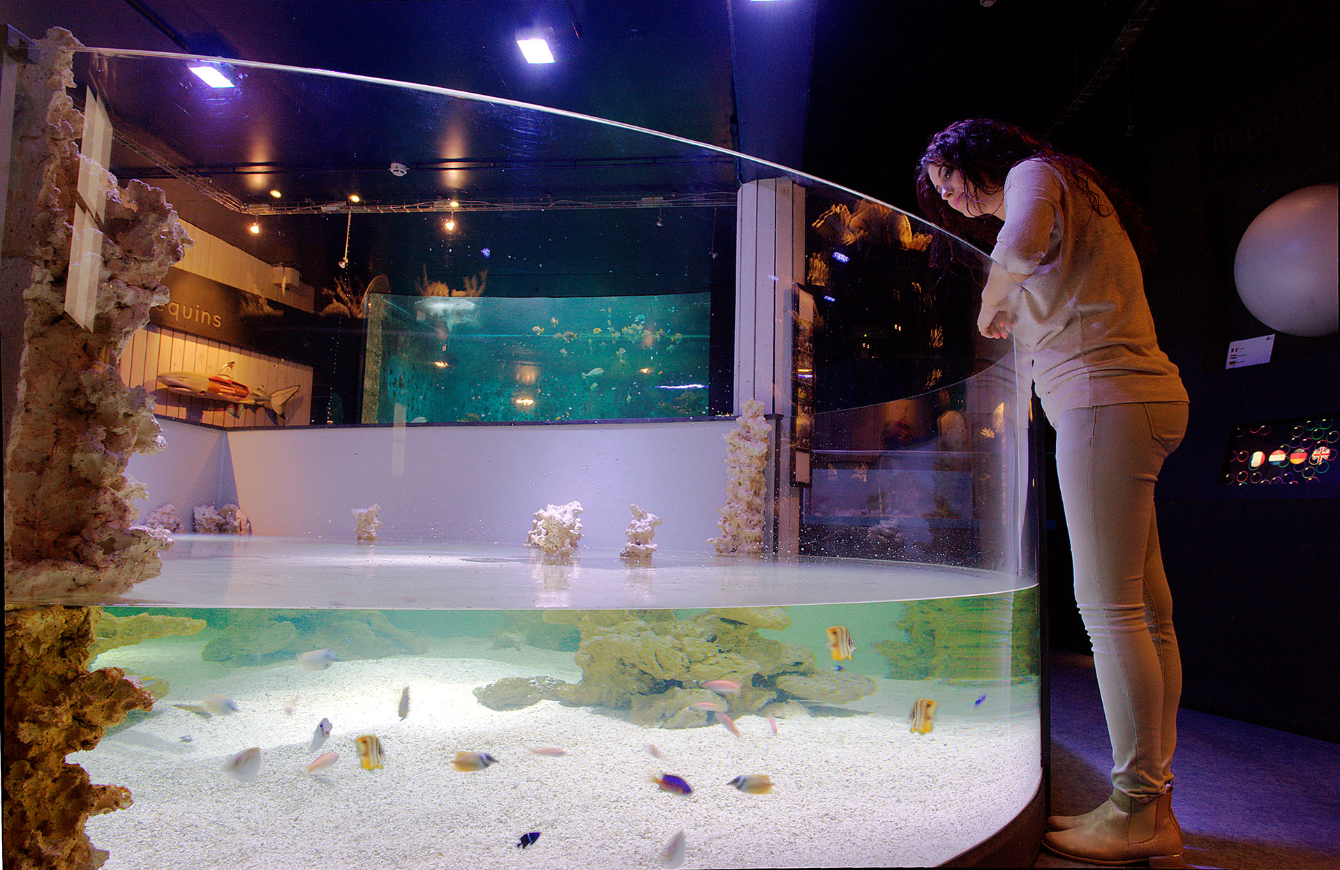 L'Aquarium-Muséum Universitaire - Liège - Plongée magique - monde aquatique - 20 000 spécimens - lagon