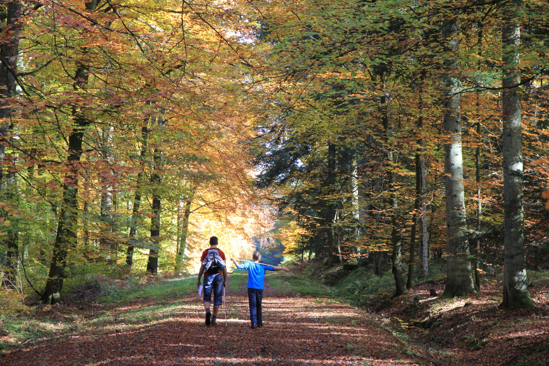 Paysage d'Automne - Ostbelgien Paysage d'Automne - Ostbelgien