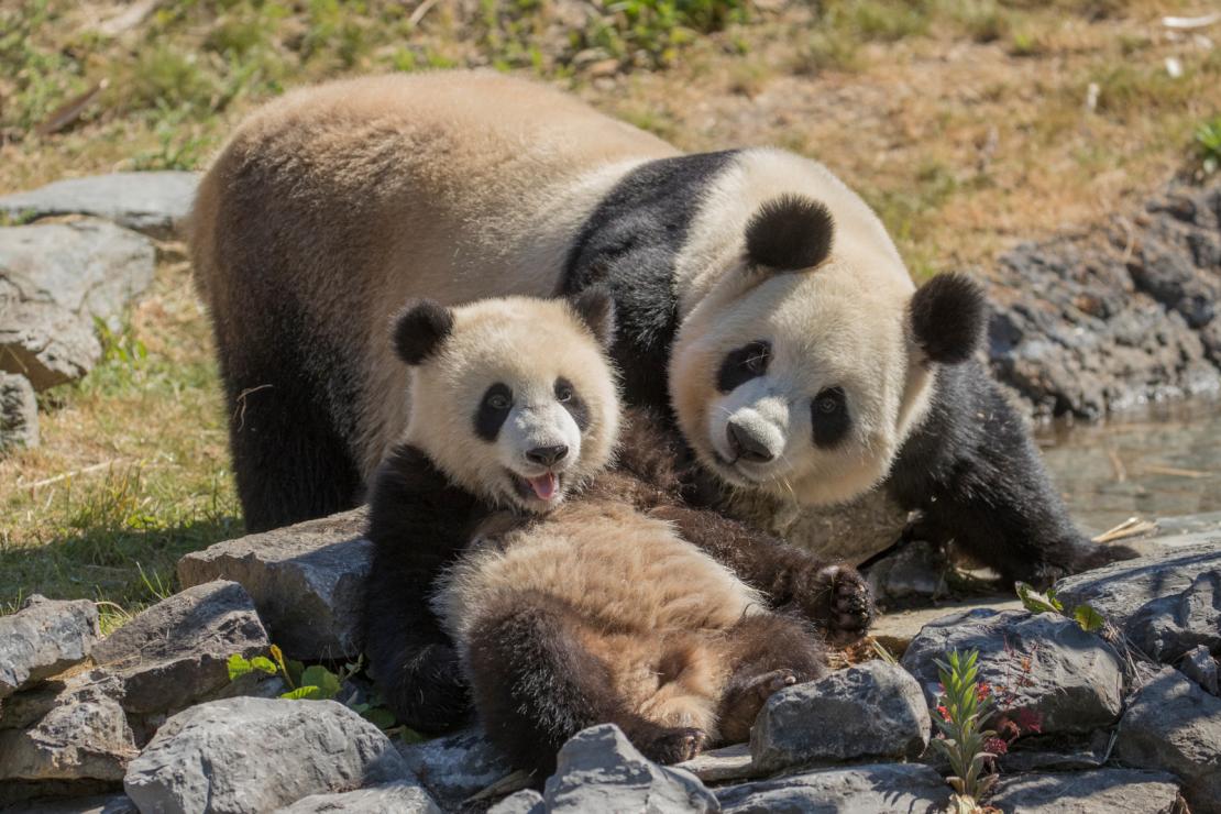 Une maman panda et son petit dans le parc Pairi Daiza