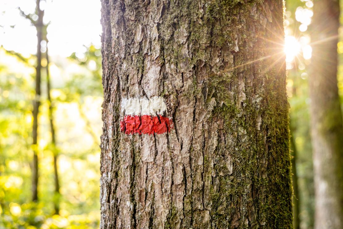 Balisage GR blanc rouge horizontal sur un arbre