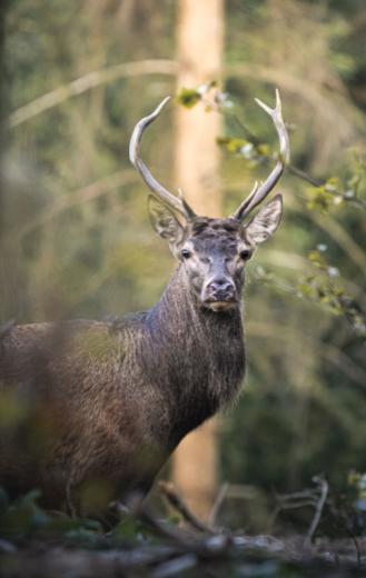 Gaume forest - young stag bellowing