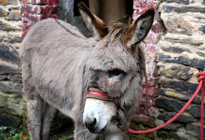Grey donkey with its bridle tied