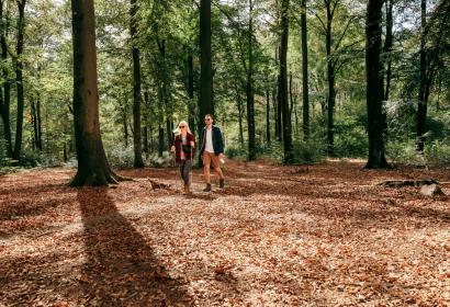 A young couple walks in the woods, among the trees, in Wallonia