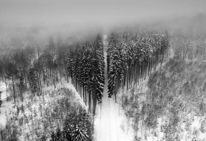 Snow-covered Ardennes forests