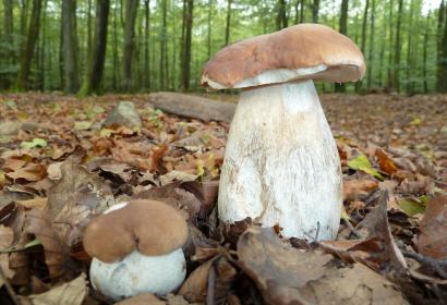 Apprenez tout sur les champignons lors de la Balade champignons à Saint-Hubert