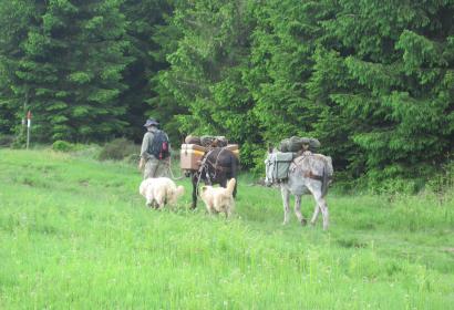 Balades ânes et gîte rural