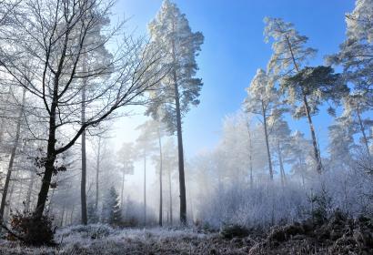 Saint-Hubert forest under the snow