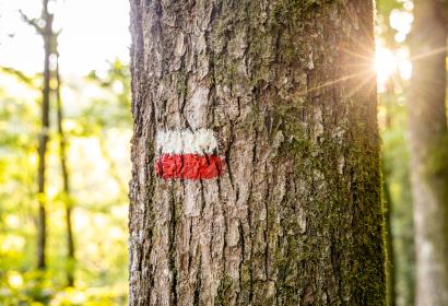 Horizontal white and red markings (for long hikes) on a tree