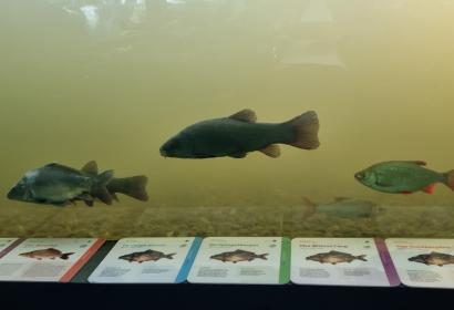 Aquarium de Riveo
