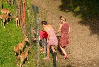 Famille caressant les biches de l'autre côté de la clôture