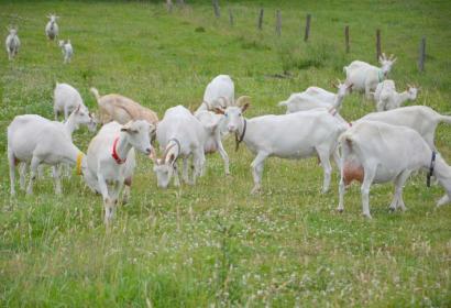 Chèvres dans un pré