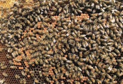 Bees - Beekeeper - Denée