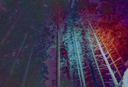 Projection de lumières sur des arbres